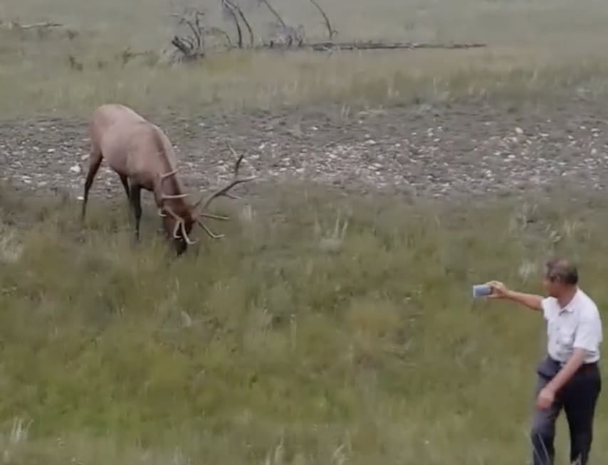 Tourist chased off by an elk.